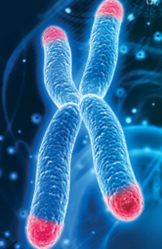 picture of a telomere